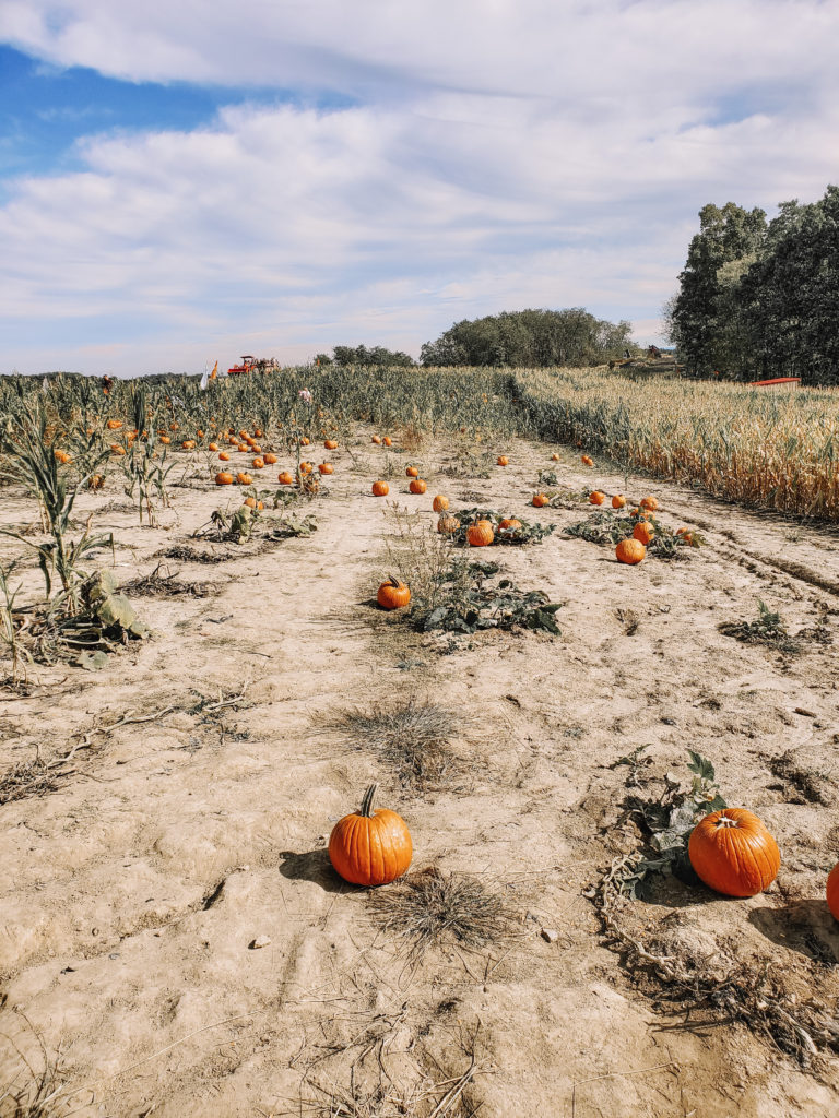 Trax Farm pumpkin patch